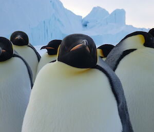 Emperor penguin stares at the camera, with a threatening beack