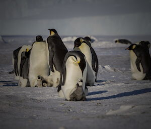Emperor penguin mother bends to touch the beak of its chick