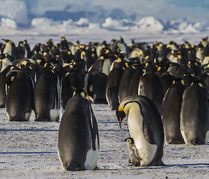 Adult emperor penguins bend to look at chicks as if they are speaking to them