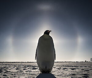 Sun Halo with emperor up close in the foreground