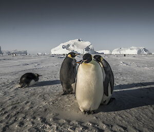 Emperor penguins with bergs in the background