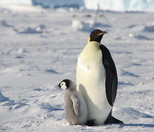 Emperor penguin and chick