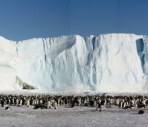 Auster rookery — a huge group of penguins below an enormous ice berg.