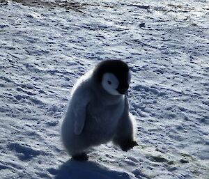 Fluffy emperor chick stomping across the ice.