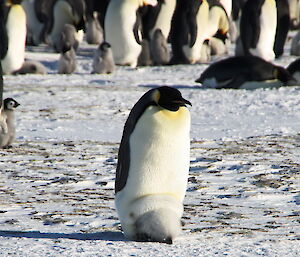 Emperor penguin on its own