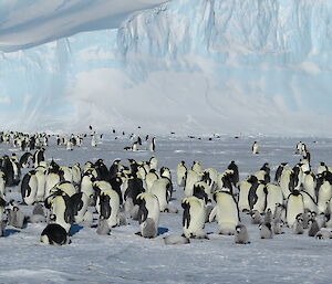 Emperor Chicks en masse with glorious ice scape