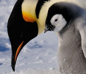 Close up of adult and chick emperor penguins