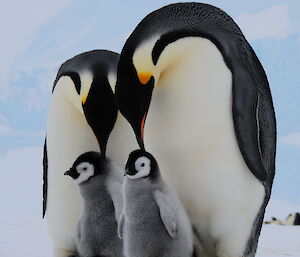 Two adult emperor penguins bend down to reach their chicks at the same time
