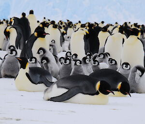 A mass of emperor penguins, standing or lying down