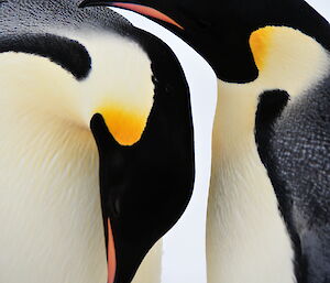 Bright yellow markings on emperor penguins necks