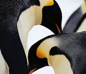 Black and white markings with yellow streaks on the next of two birds