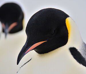 The back head and neck of an emperor penguin. The droplets of water are visible on its neck.