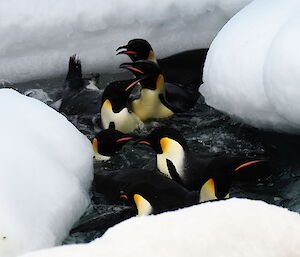 Emperor penguins splashing in water surrounded by ice.