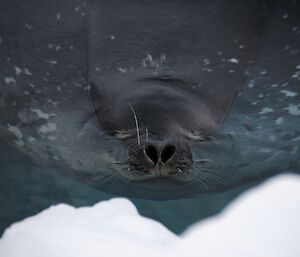 Weddell seal poking its head out of the water