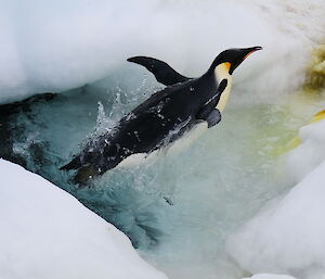 Emperor penguin leaps out of the water.
