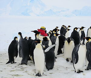 Emperor penguins surround an expeditioner in a red jacket.