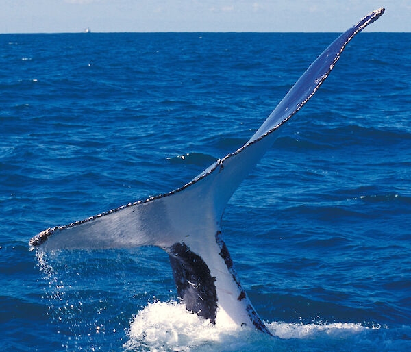 Humpback whale tail