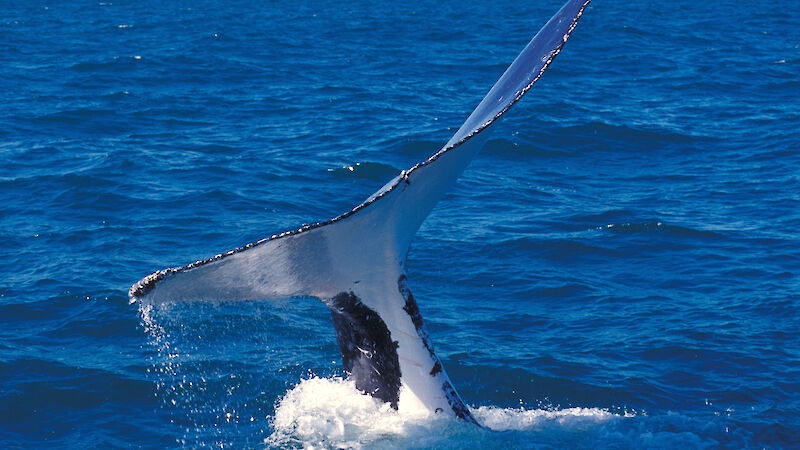 Humpback whale tail