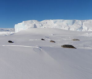 Brown patches on the ice are Weddell seals