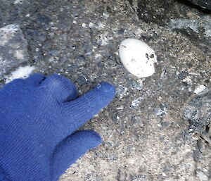 Huge egg found in an Antarctic petrel breeding area