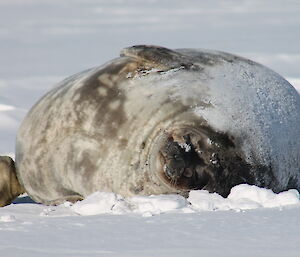 Weddell seal with pup