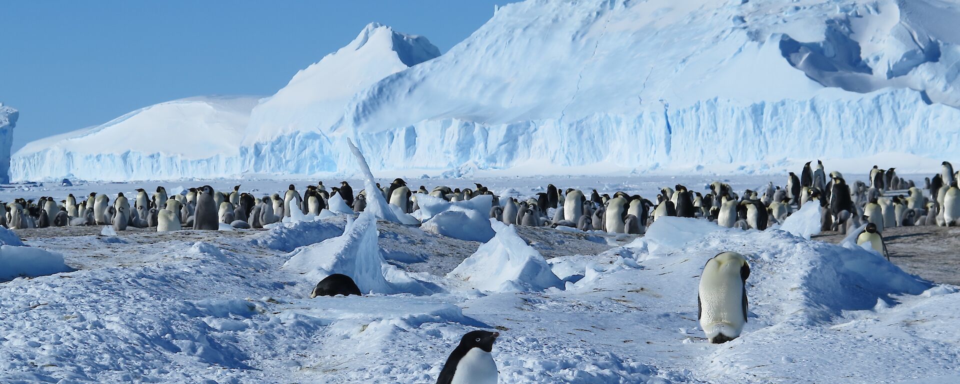 Adelie penguin surrounded by emperor penguin