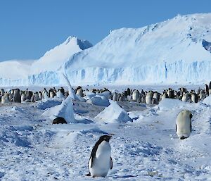 Adelie penguin surrounded by emperor penguin