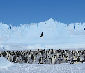 Skua in an emperor colony