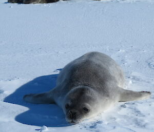Weddell pup lying on the ice