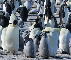 Emperor penguin chicks are half the height of the adults but still have their downy feathers