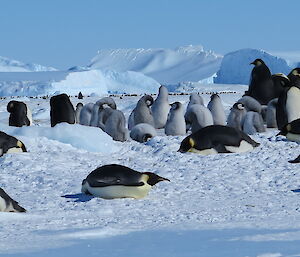 Emperor chicks lying on their bellies