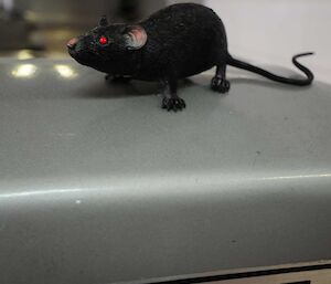 Plastic rat placed on top of a silver case with a sticker readingHobart