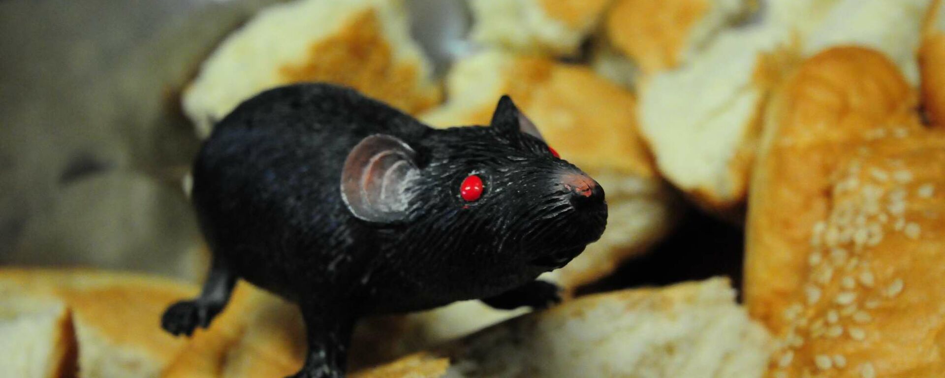 Plastic rat on top of bread