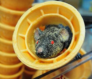 Plastic rat inside an ice cream cone