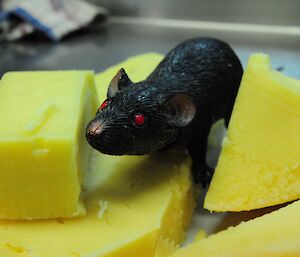 Plastic rat placed on top of cheese