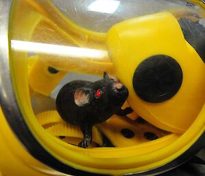 Plastic rat inside a breathing mask
