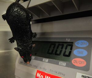 Plastic rat on a set of scales