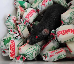 Plastic rat on top of a pile of Minties