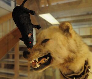 Plastic rat next to the taxidermed husky dog.