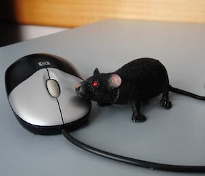 Plastic rat snuggled up to a computer mouse.