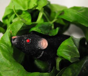 Plastic rat inside a spinach leaf.