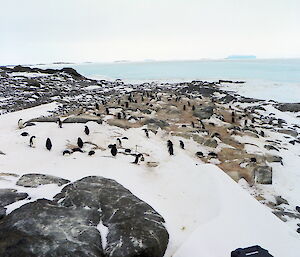 Adelie penguins on Bechervaise Is.