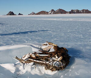 Seal carcass Southern Massons