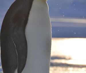 Emperor penguins