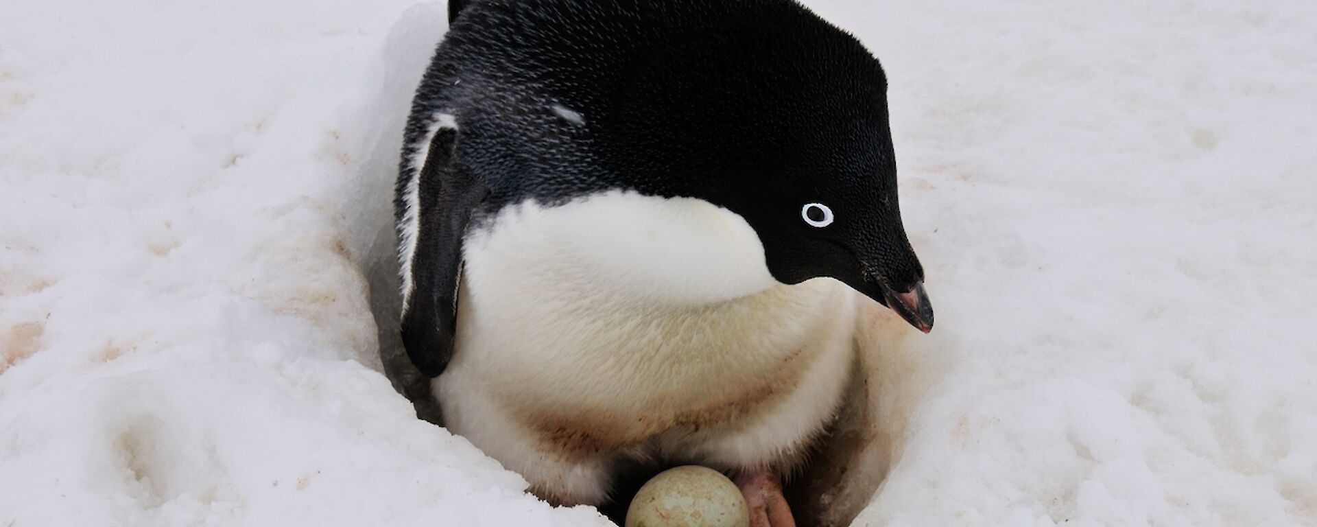 Adelie nesting in snow