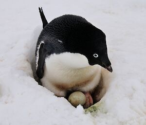 Adelie nesting in snow