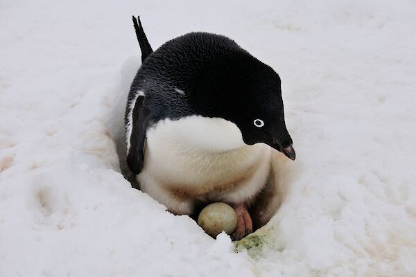 Adelie nesting in snow