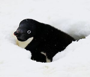 Adelie nesting in snow