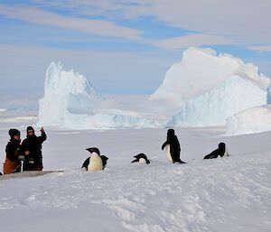 Penguin counting in snowy conditions in the Robinson Group of islands