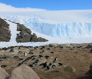 Adelie colony wiht hundreds of birds between the rocks and ice